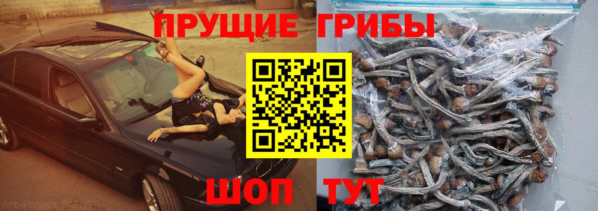 Галлюциногенные грибы Psilocybine cubensis  Вход с VPN  Кудымкар 